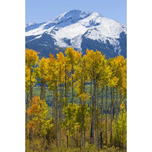 USA, Colorado Fall aspens and mountain
